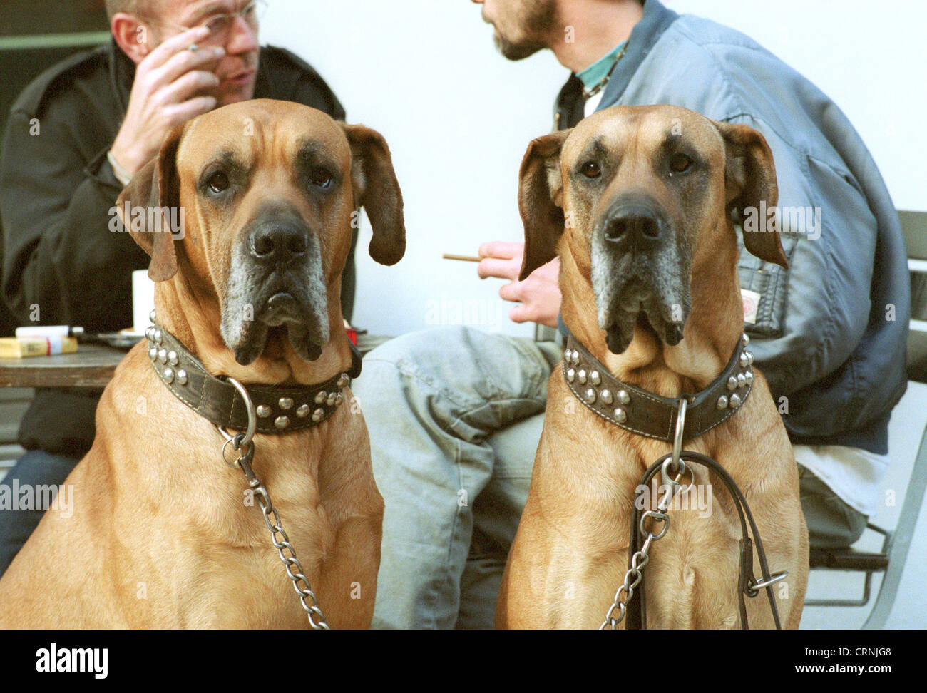 Zwei sehr große Hunde vom Straßencafé, Berlin Stockfoto