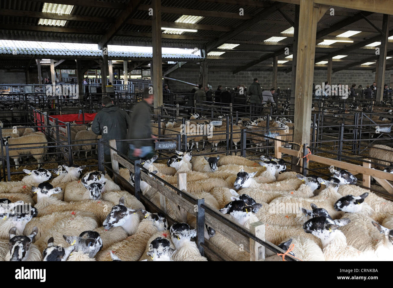 Schafe im Stifte erwarten Auktion bei Hawes Auktion Mart in den Yorkshire Dales. Stockfoto