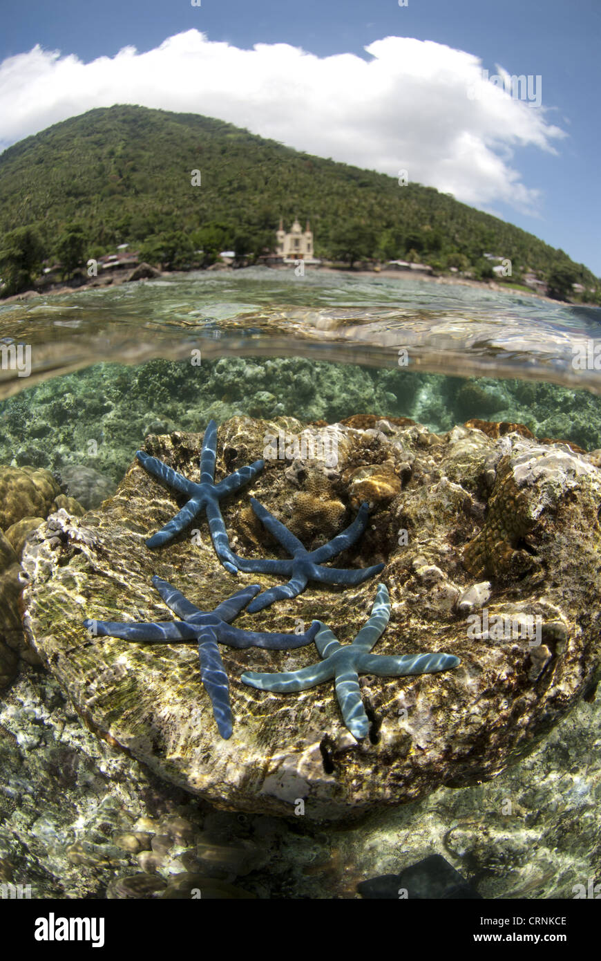 Blauer Seestern (Linckia Laevigata) vier Erwachsene, auf Korallen mit Vulkan im Hintergrund betrachtet, von oben und unten Wasser, Manado Stockfoto