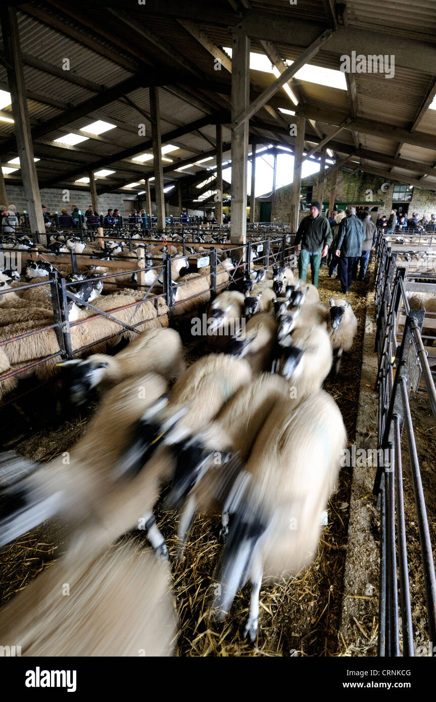 Schafe, die nach dem Verkauf bei Hawes Auktion Mart in den Yorkshire Dales verschoben wird. Stockfoto