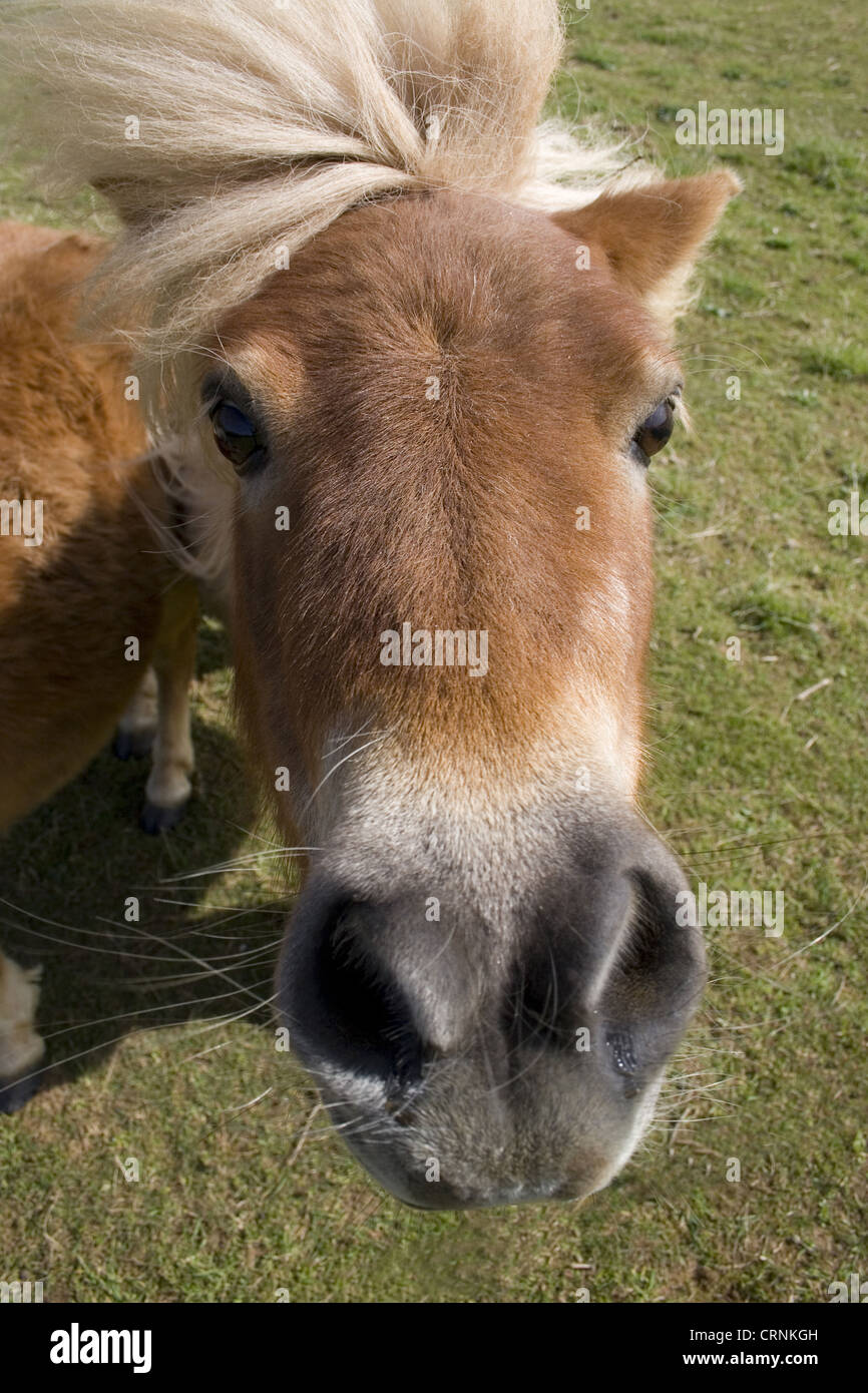 Shetland Pony, Erwachsene, Nahaufnahme des Kopfes, England, april Stockfoto