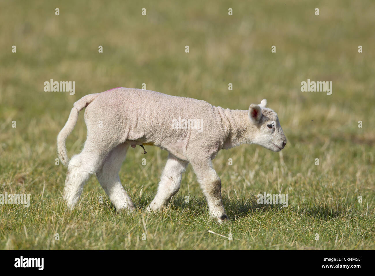 Hausschafe, Maultier Lamm, vier Tage alt, mit Docking-Ring am Heck, zu Fuß auf der Weide, Suffolk, England, Februar Stockfoto