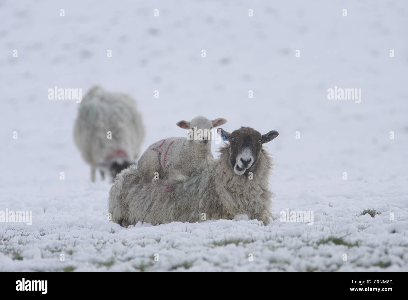 Hausschafe, Maultier Mutterschaf mit Lamm, schlafen auf Rückseite des Ewe, bei starkem Schneefall, Swaledale, Yorkshire Dales Nationalpark, North Yorkshire, Stockfoto