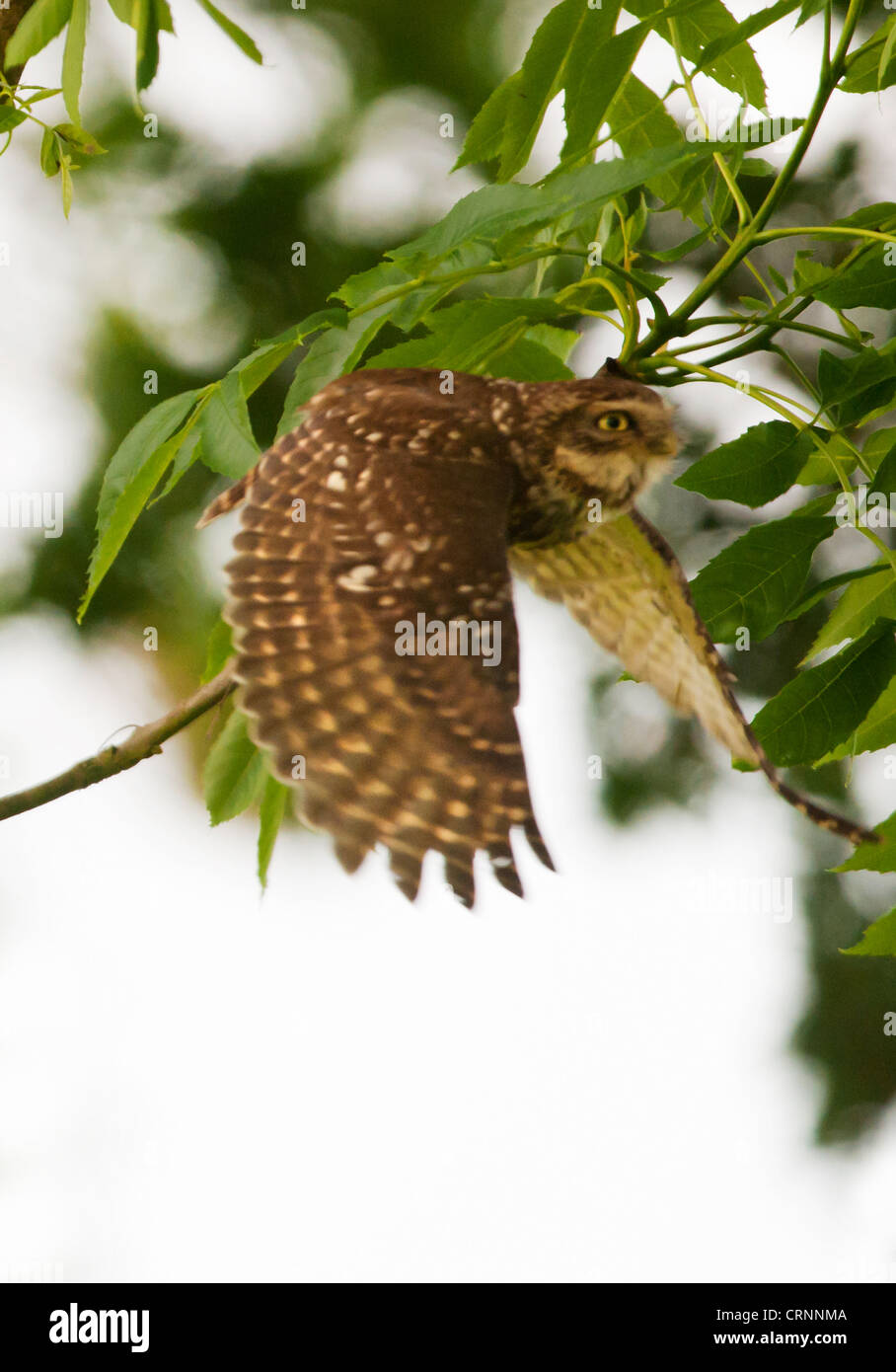 Steinkauz (Athene Noctua) im Flug Stockfoto