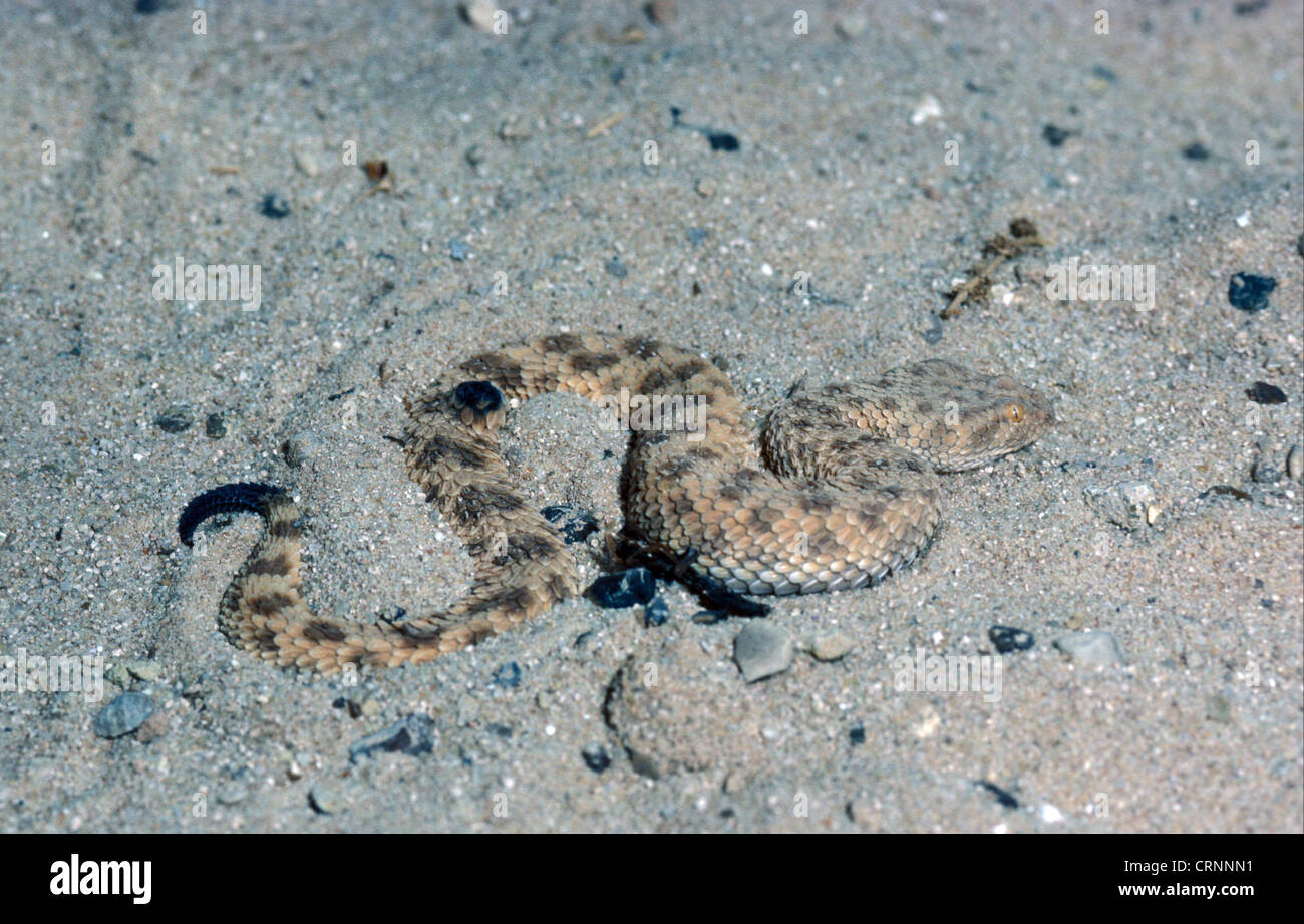 Sand-Viper (Cerastes Vipera) Einbettung in sand Stockfoto