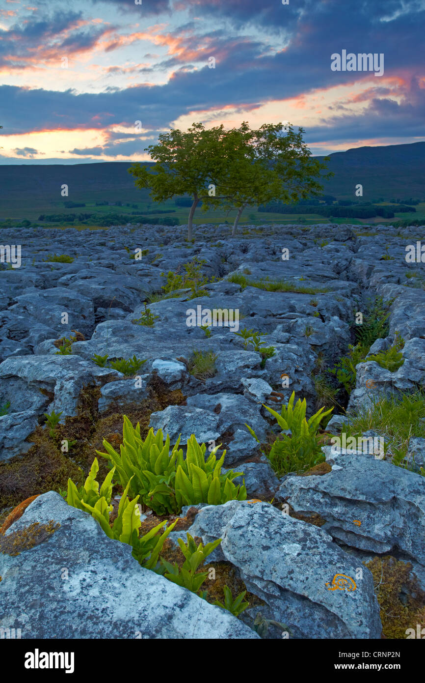 Sonnenuntergang über die seltenen Arten von Farnen, die aus dem Kalkstein Pflaster im Naturreservat Southerscales wachsen. Whernside, die h Stockfoto