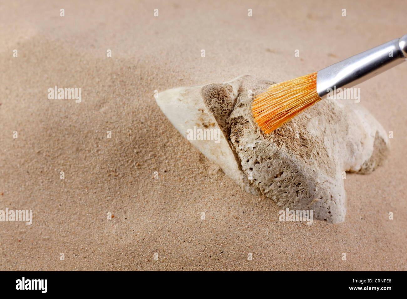 Archäologie und Forensik Knochen im Sand mit Pinsel Stockfoto