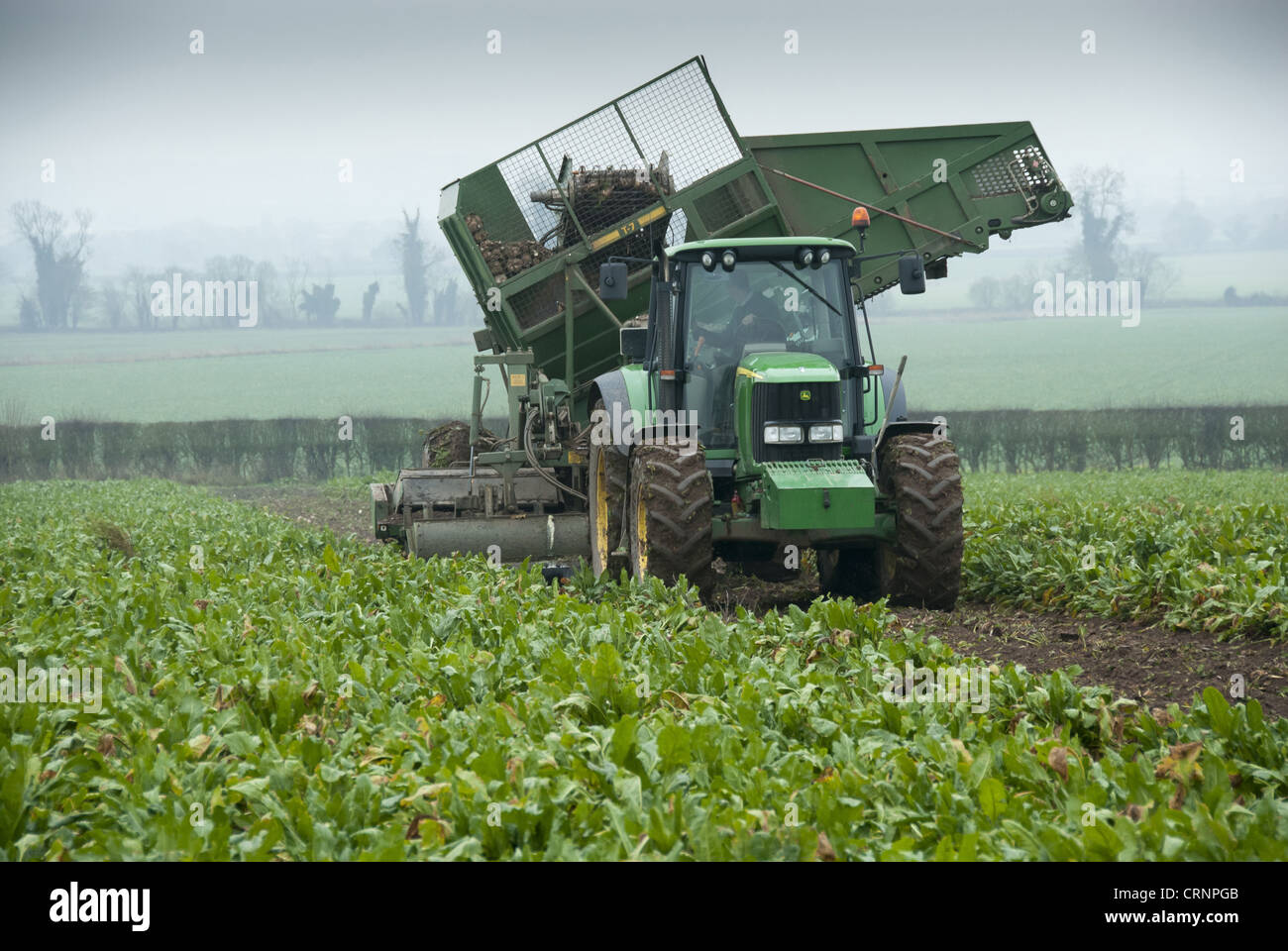 Zuckerrübe (Beta Vulgaris) Ernte Wurzeln John Deere Traktor mit Harvester, Ernte im Feld, Telford, Shropshire, England, Stockfoto