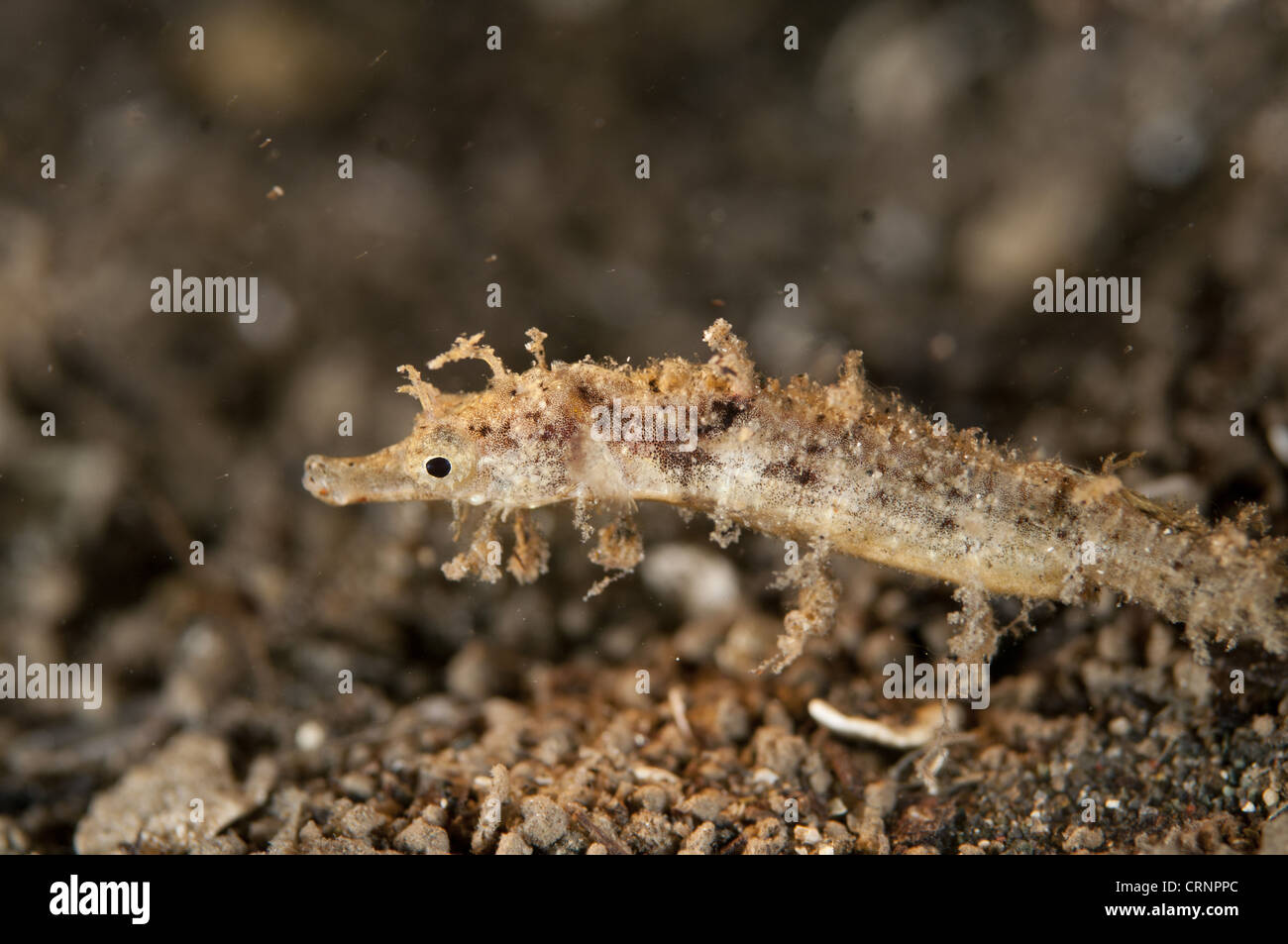 Acentronura tentaculata Fotos und Bildmaterial in hoher Auflösung Alamy