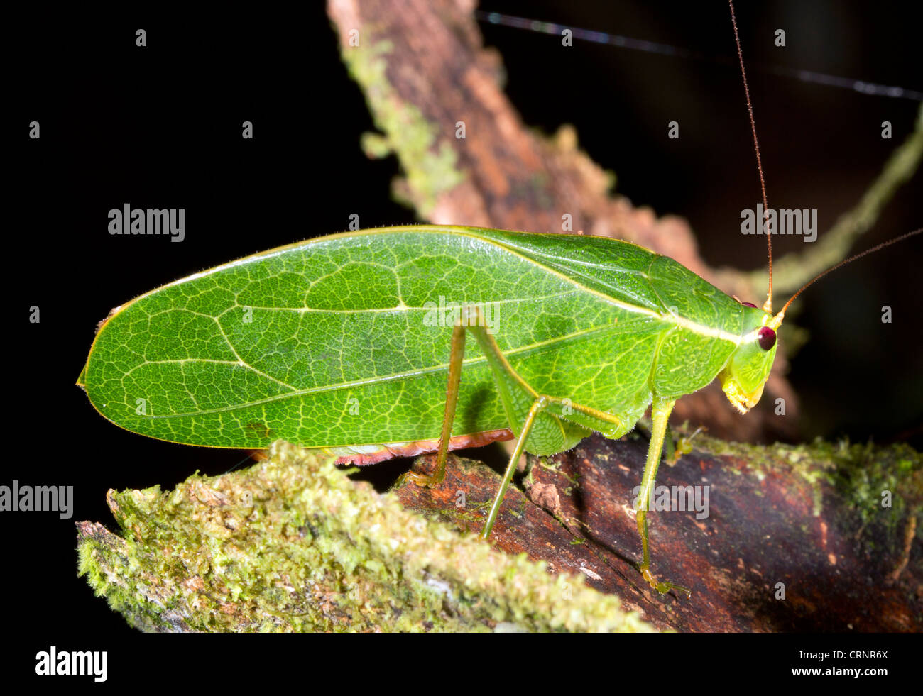 Grünes Blatt mimischen Bush Cricket auf einem Blatt im Regenwald von Ecuador Stockfoto