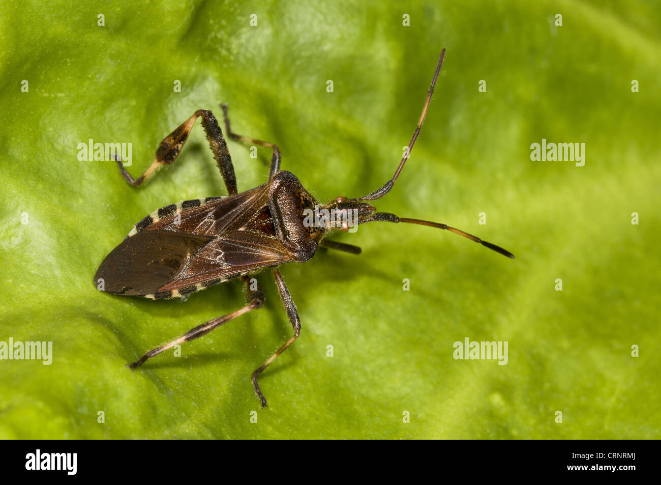 Western Nadelbaum Seedbug (Leptoglossus Occidentalis) eingeführt, invasive Arten, Erwachsene, ruht auf Blatt im Garten, Belvedere, Stockfoto