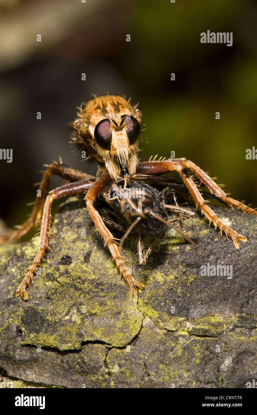 Hornet Robberfly (Asilus Crabroniformis) Erwachsenen, Fütterung auf gemeinsamen Feld-Grashüpfer (Chorthippus Brunneus) Beute, Thursley Stockfoto