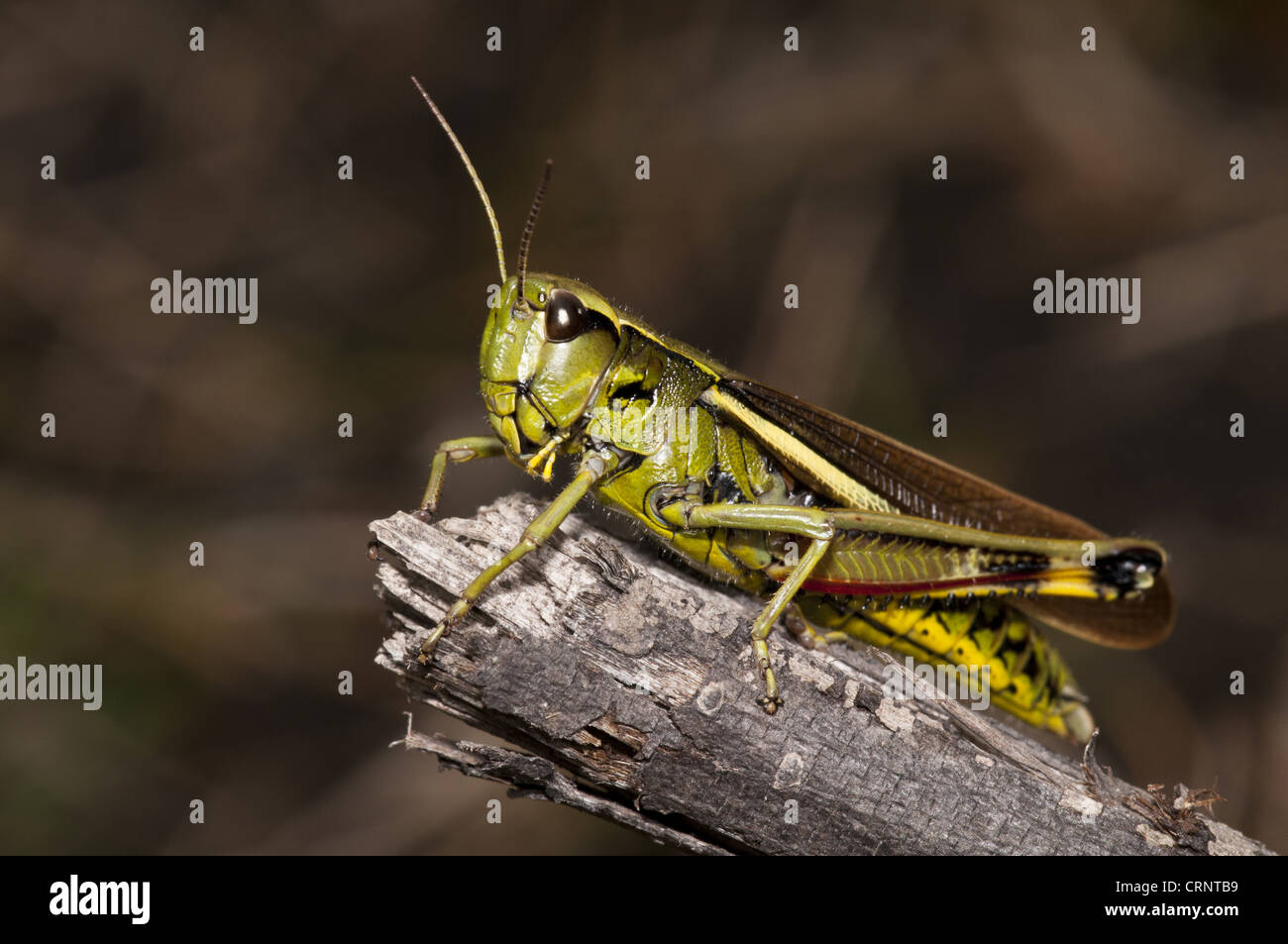 Großen Marsh Grasshopper (Stethophyma Grossum) Erwachsenen, ruht auf Zweig, Crockford Brücke, New Forest, Hampshire, England, august Stockfoto