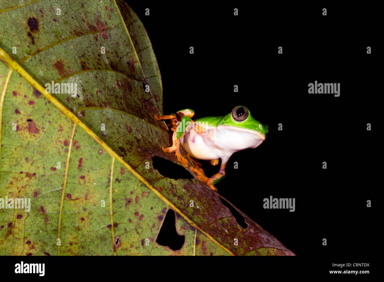Vergitterten Affe Frosch (Phyllomedusa Tomopterna) positionieren Sie männlich in Berufung auf ein Blatt über einen Teich im Regenwald von Ecuador Stockfoto