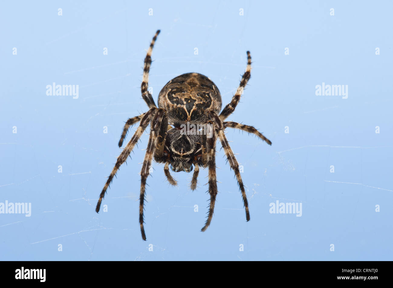 Furche Orb-Weaver Spider (Larinioides Cornutus) Erwachsenen, im Web, Dungeness RSPB Reserve, Kent, England, hängen kann Stockfoto