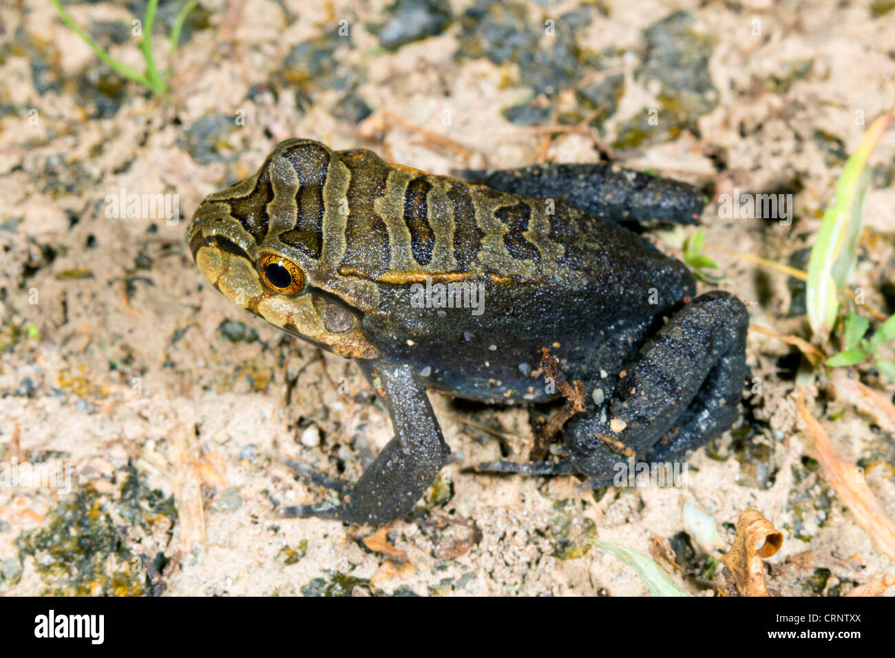 Ein Jugendlicher Knudsen Ochsenfrosch (Leptodactylus Knudseni) aus Regenwald, Ecuador Stockfoto