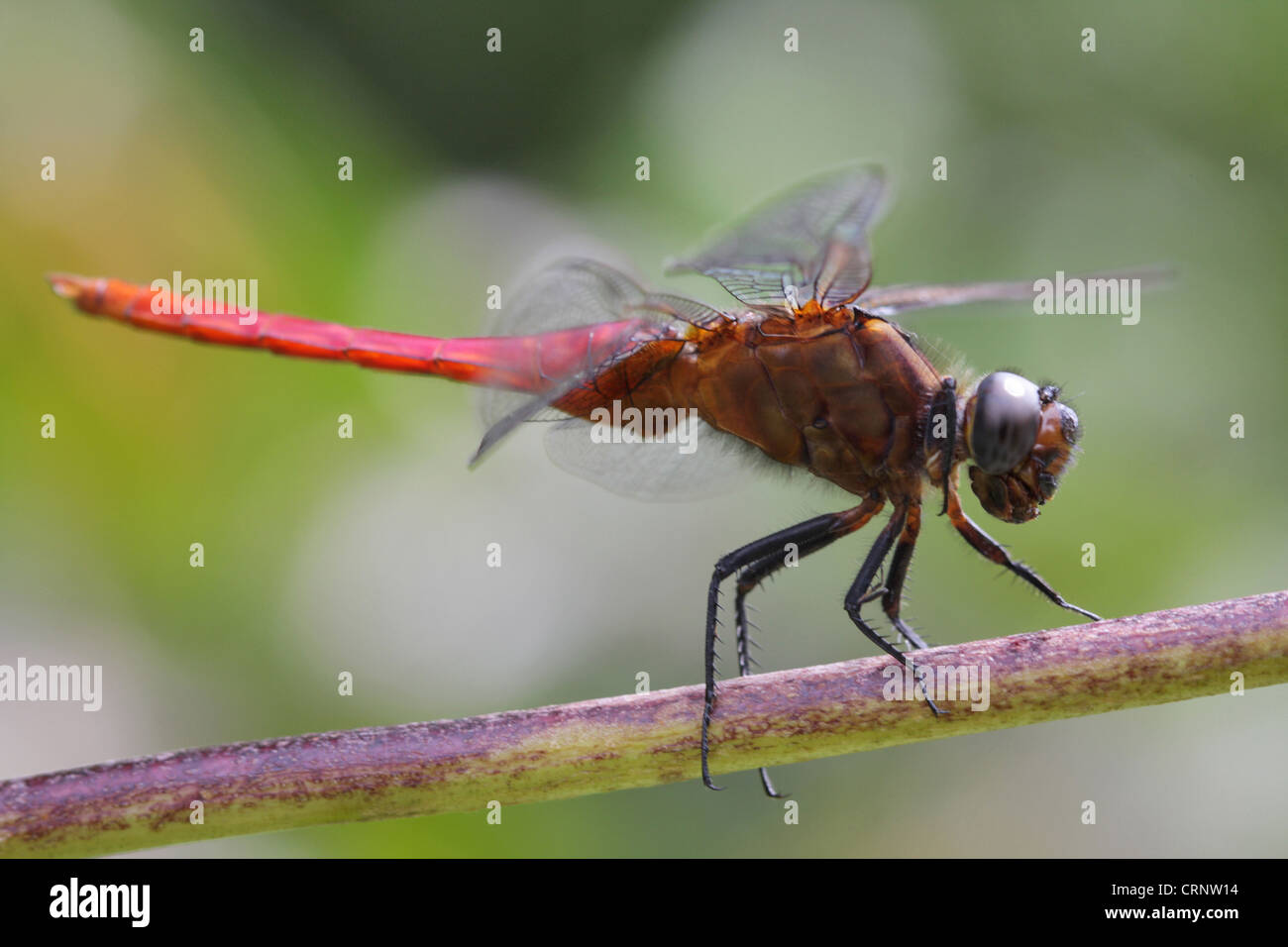 Dragon Fly (rote Marsh Segelflugzeug) Stockfoto