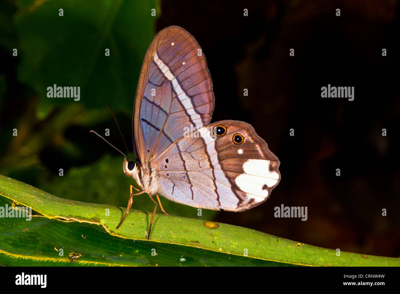 Schmetterling im Regenwald Unterwuchs, Ecuador Stockfoto