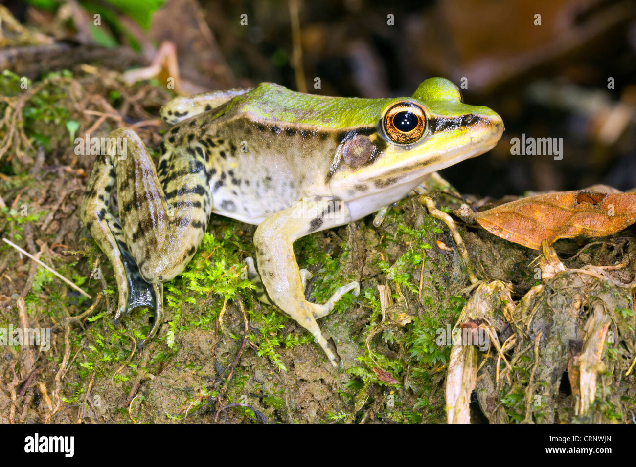 Neotropische grüner Frosch (Lithobates Palmipes) im ecuadorianischen Amazonasgebiet Stockfoto