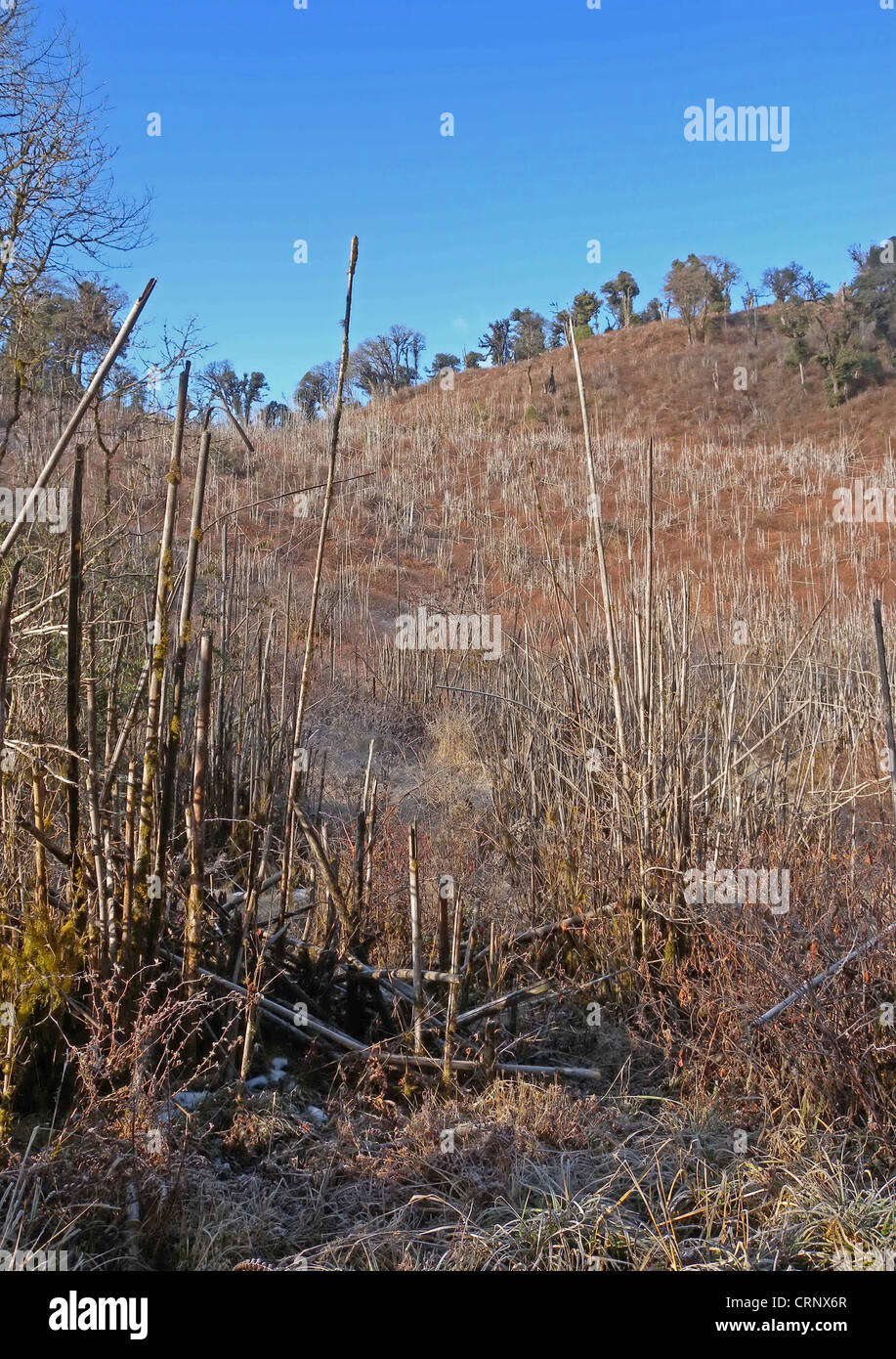 Toter bambus -Fotos und -Bildmaterial in hoher Auflsung  Alamy