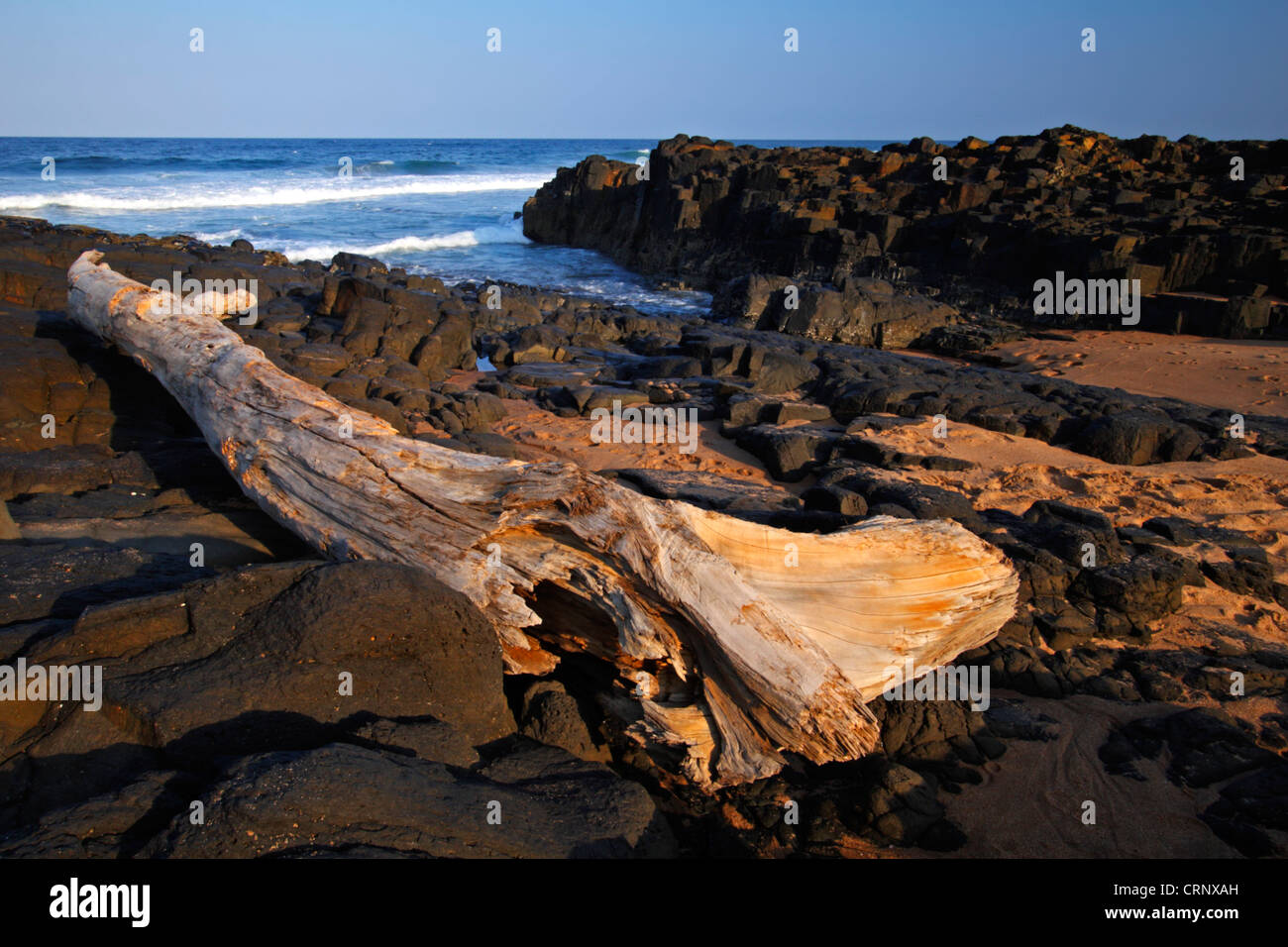 Eine verwitterte Baumstamm auf den Felsen am Willard Beach, Ballito, Kwazulu Natal, Südafrika Stockfoto