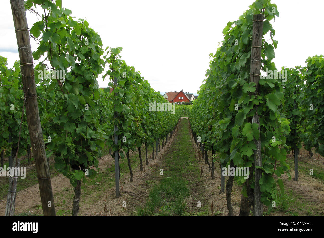 Wein Reihen in Nordfrankreich Stockfoto