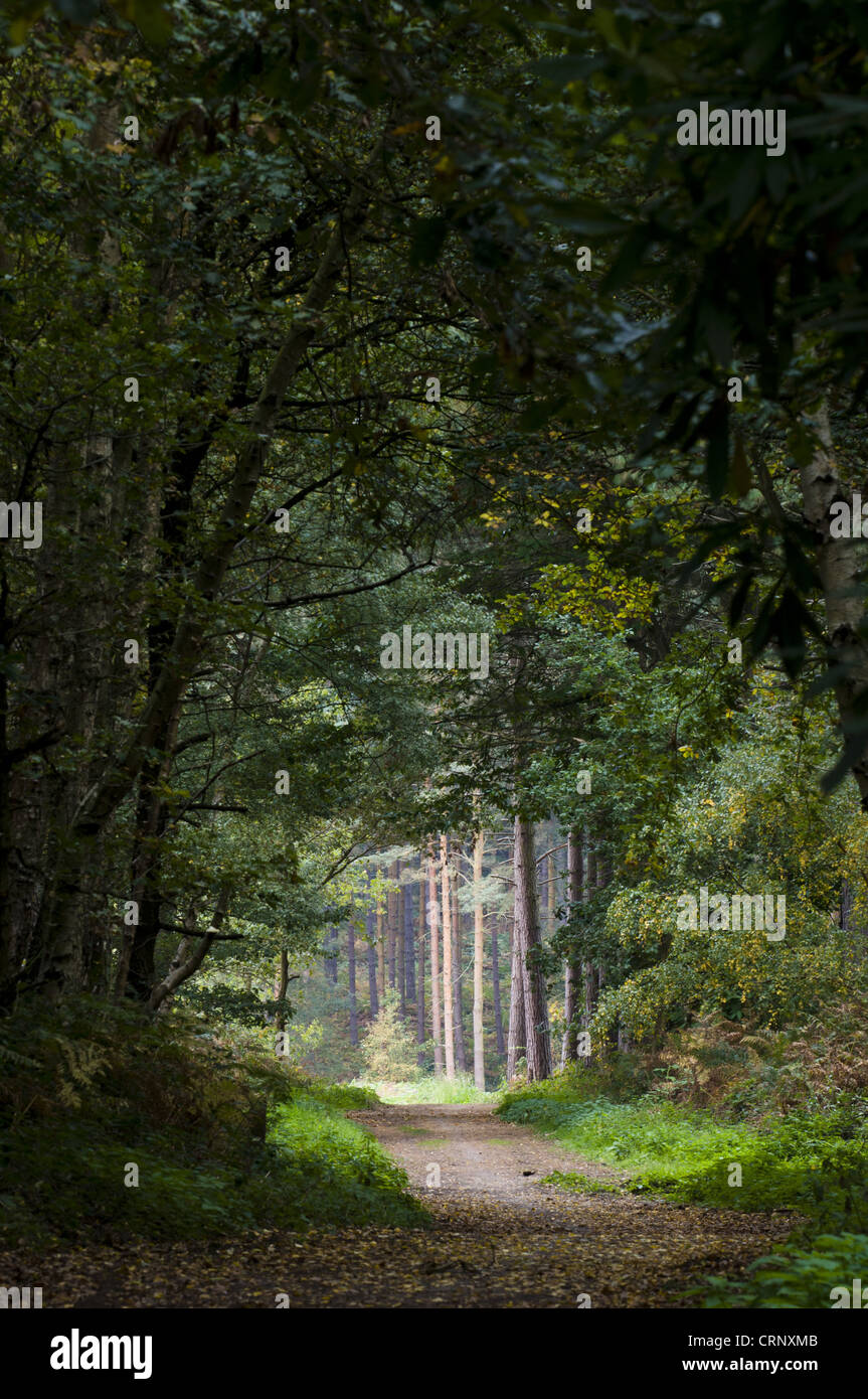 Wanderweg durch gemischten Laub- und Nadelbäume Wald Lebensraum, Clumber Park, Nottinghamshire, England, Oktober Stockfoto