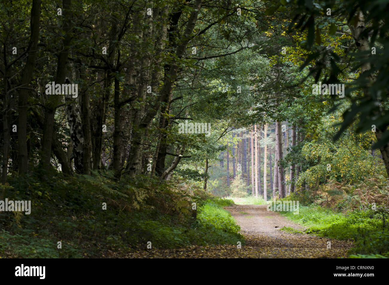 Wanderweg durch gemischten Laub- und Nadelbäume Wald Lebensraum, Clumber Park, Nottinghamshire, England, Oktober Stockfoto
