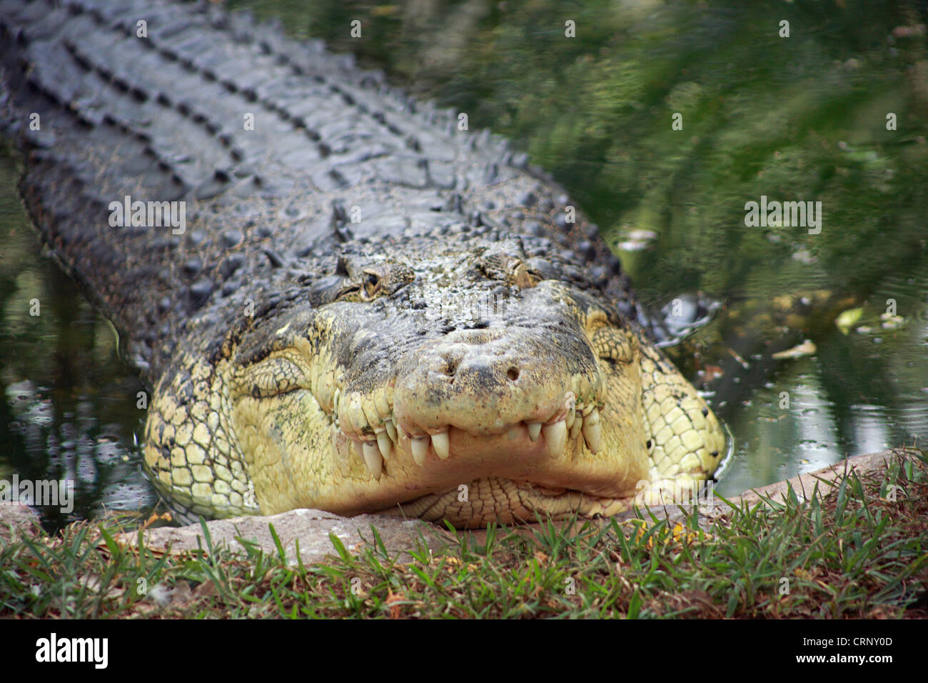 Salzwasser-Krokodil, Leistenkrokodil, Crocodylus porosus Stockfoto