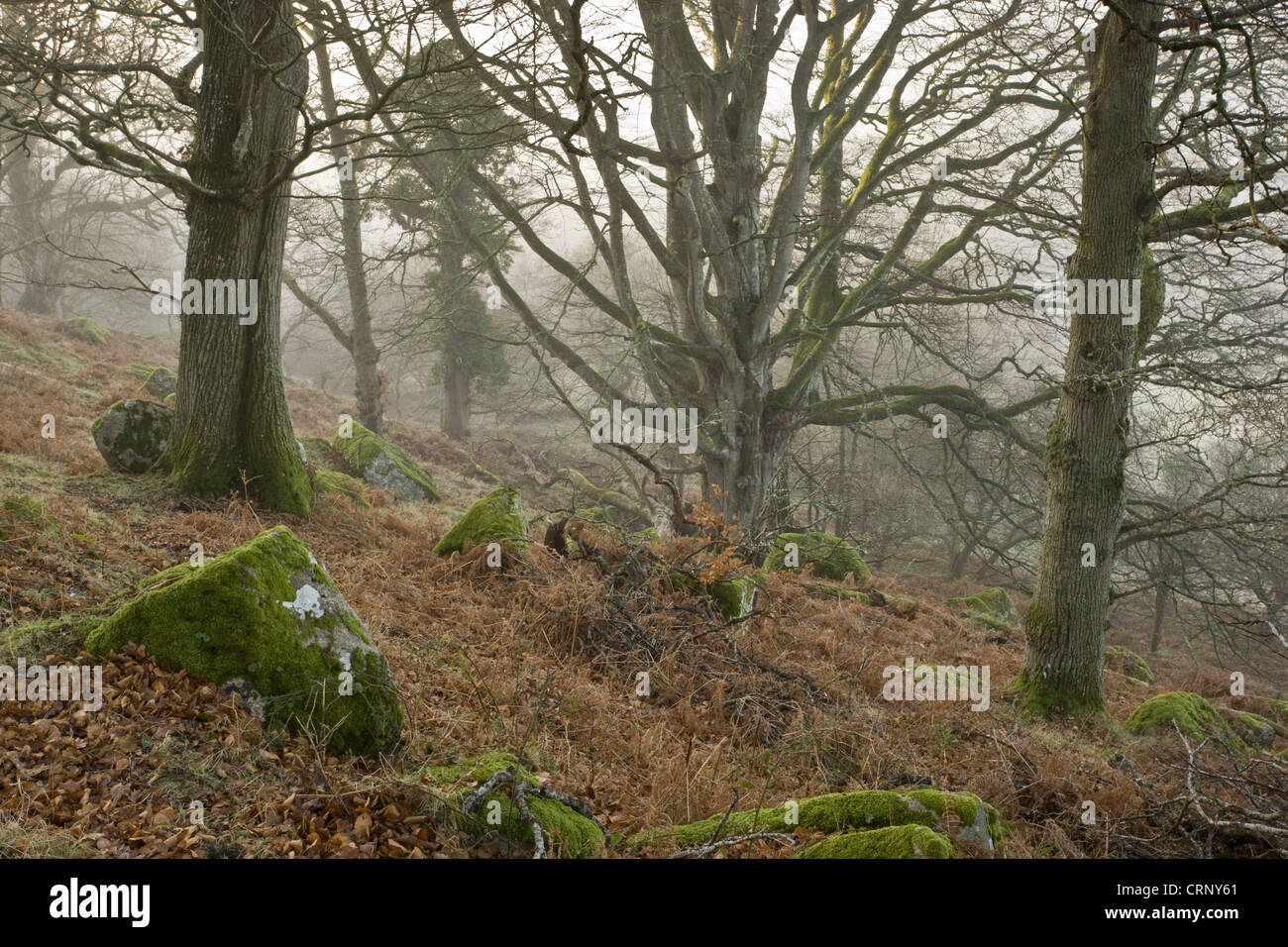 Stieleiche (Quercus Robur) und Rotbuche (Fagus Sylvatica) alten Wald ...