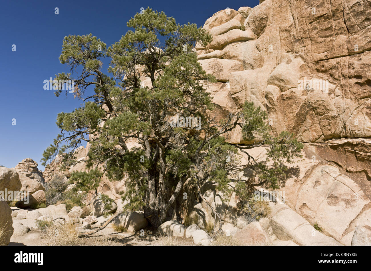 Single-Blatt Pinyon-Kiefer (Pinus Monophylla) Gewohnheit, wächst in der Wüste, Joshua Tree N.P., Mojave-Wüste, Kalifornien, Vereinigte Staaten von Amerika, Stockfoto