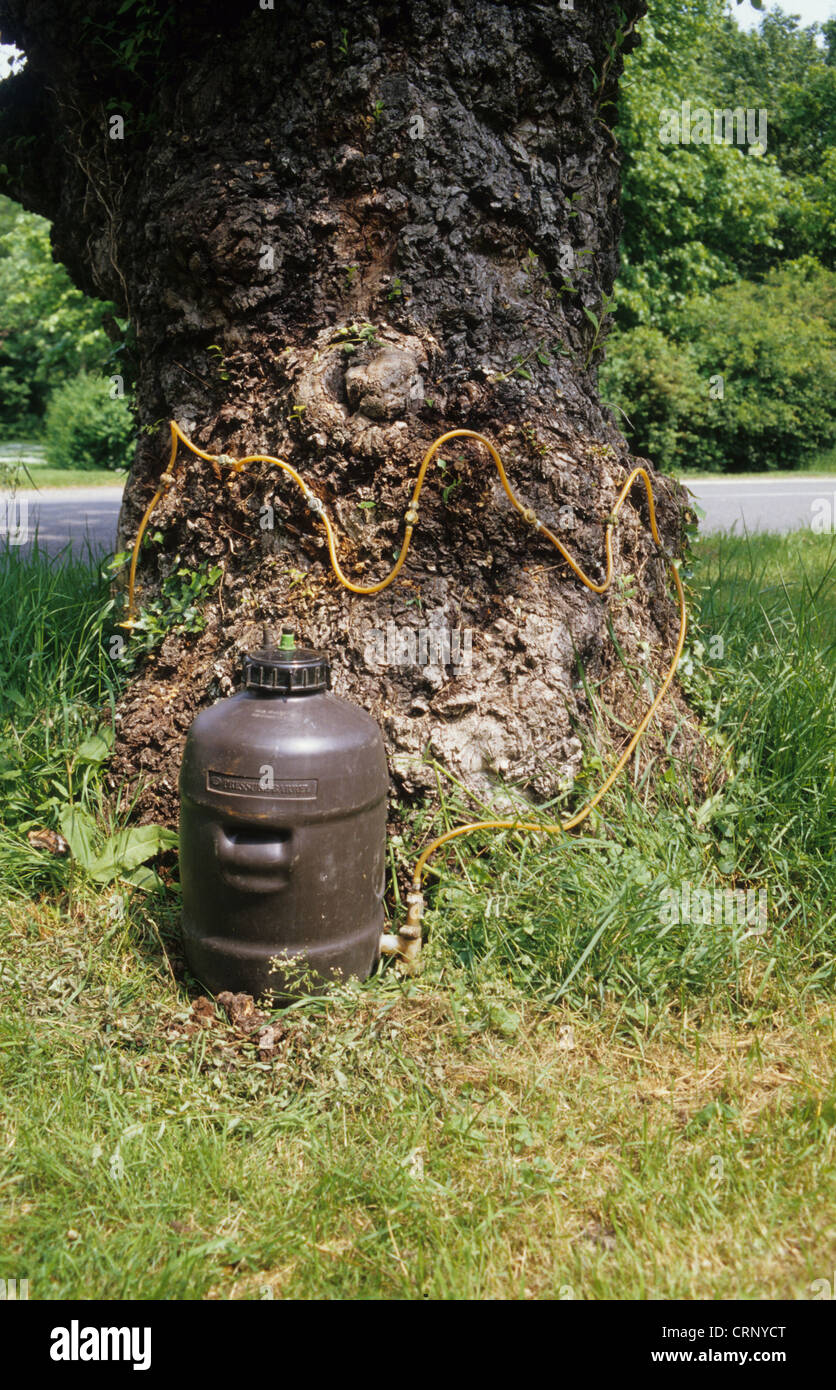 Chemische Injektion von Fungizid in Ulme (Ulmus SP.), England Stockfoto