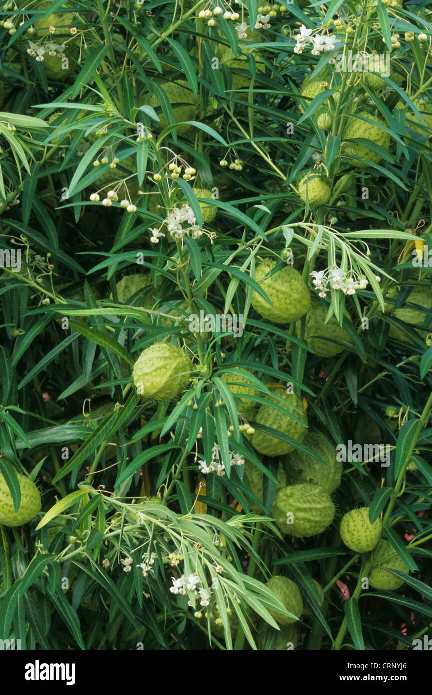 Ballon Milkwood (Asclepias Physocarpa) Nahaufnahme von Früchten, Blumen und Blätter, im Garten, U.S.A. Stockfoto