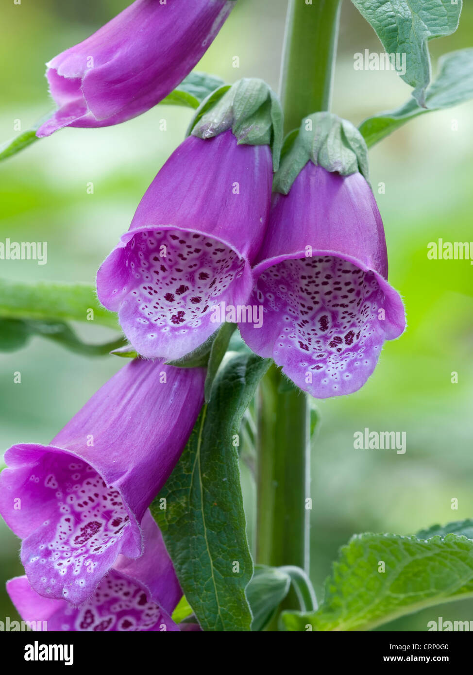 Ein Close - Up von einem roten Fingerhut (Digitalis Purpurea) Blütenstand Stockfoto