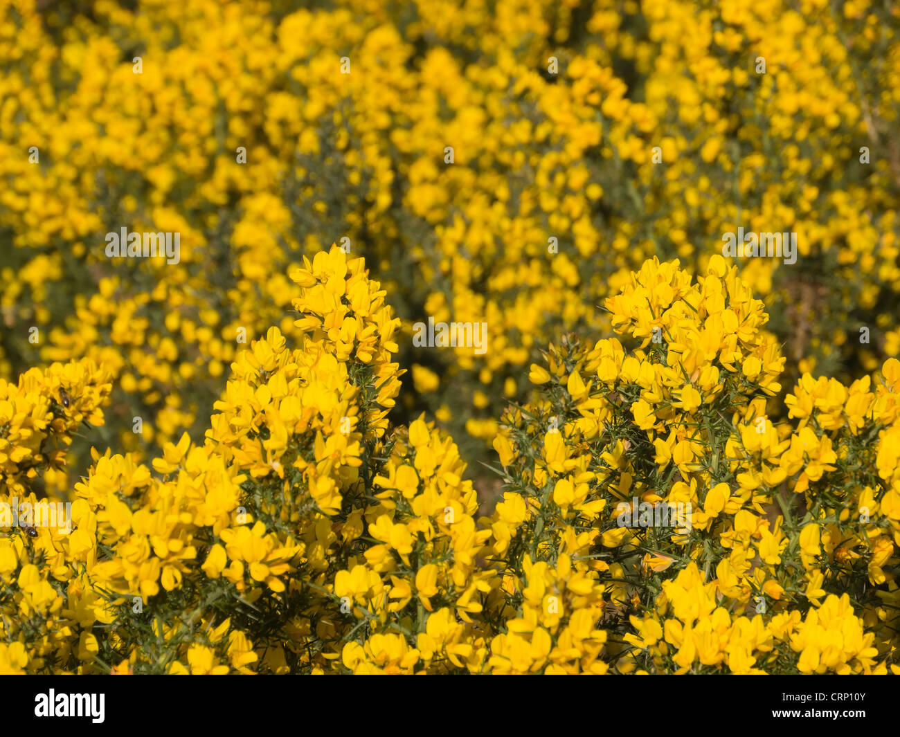 Gemeinsamen Stechginster (Ulex Europaeus) Strauch mit gelben Blüten, in Schottland. Stockfoto
