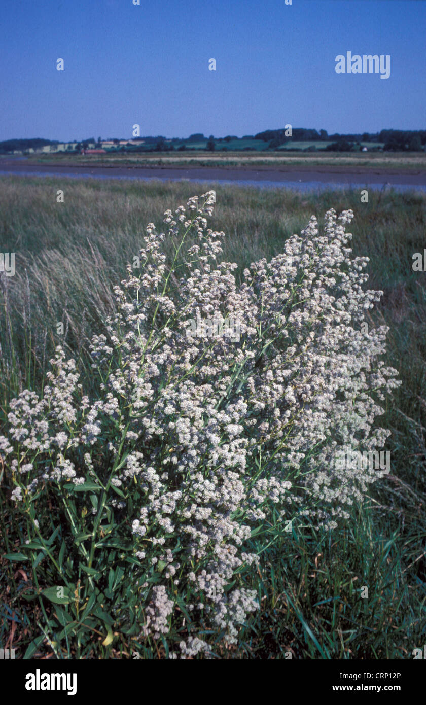 Dittander (Lepidium Latifolium) große Klumpen in der Blume / Fluss im Hintergrund Stockfoto