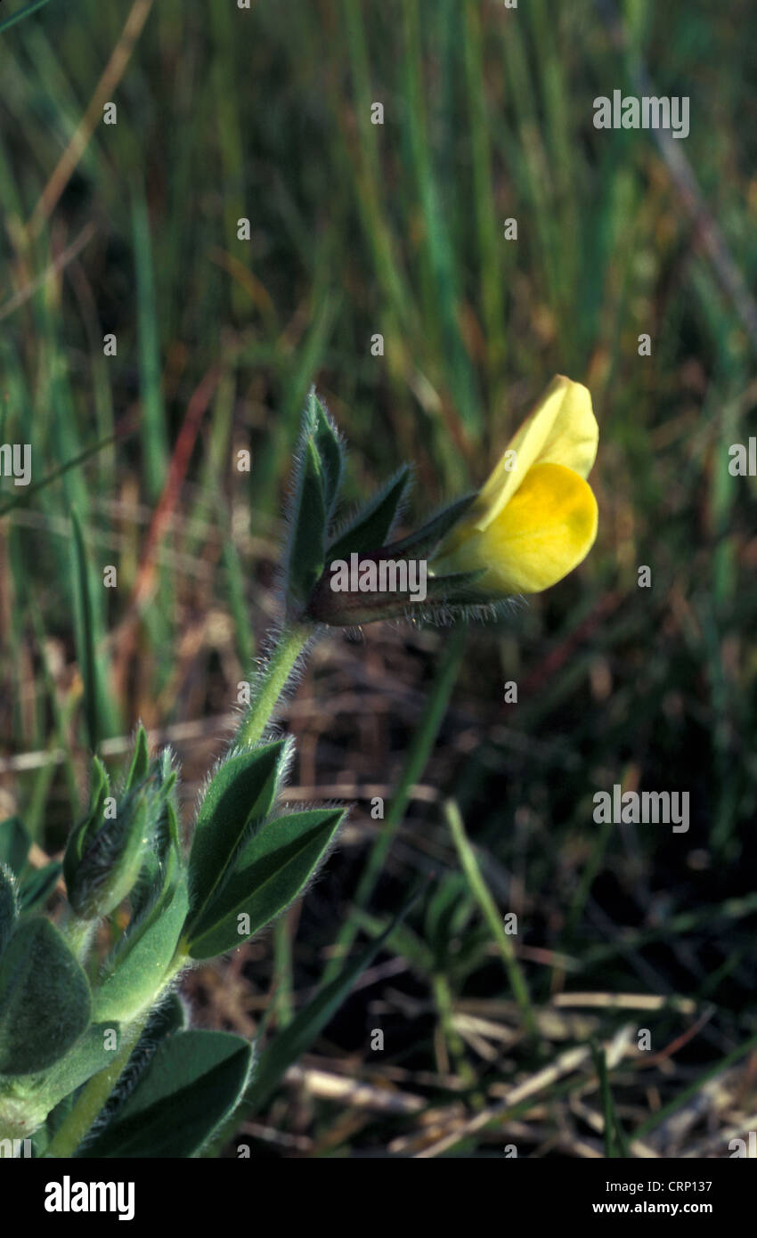 Zähne (Tetragonolobus Maritimus) Blume Drachenkopf / Mai / W.Mersea, Essex Stockfoto