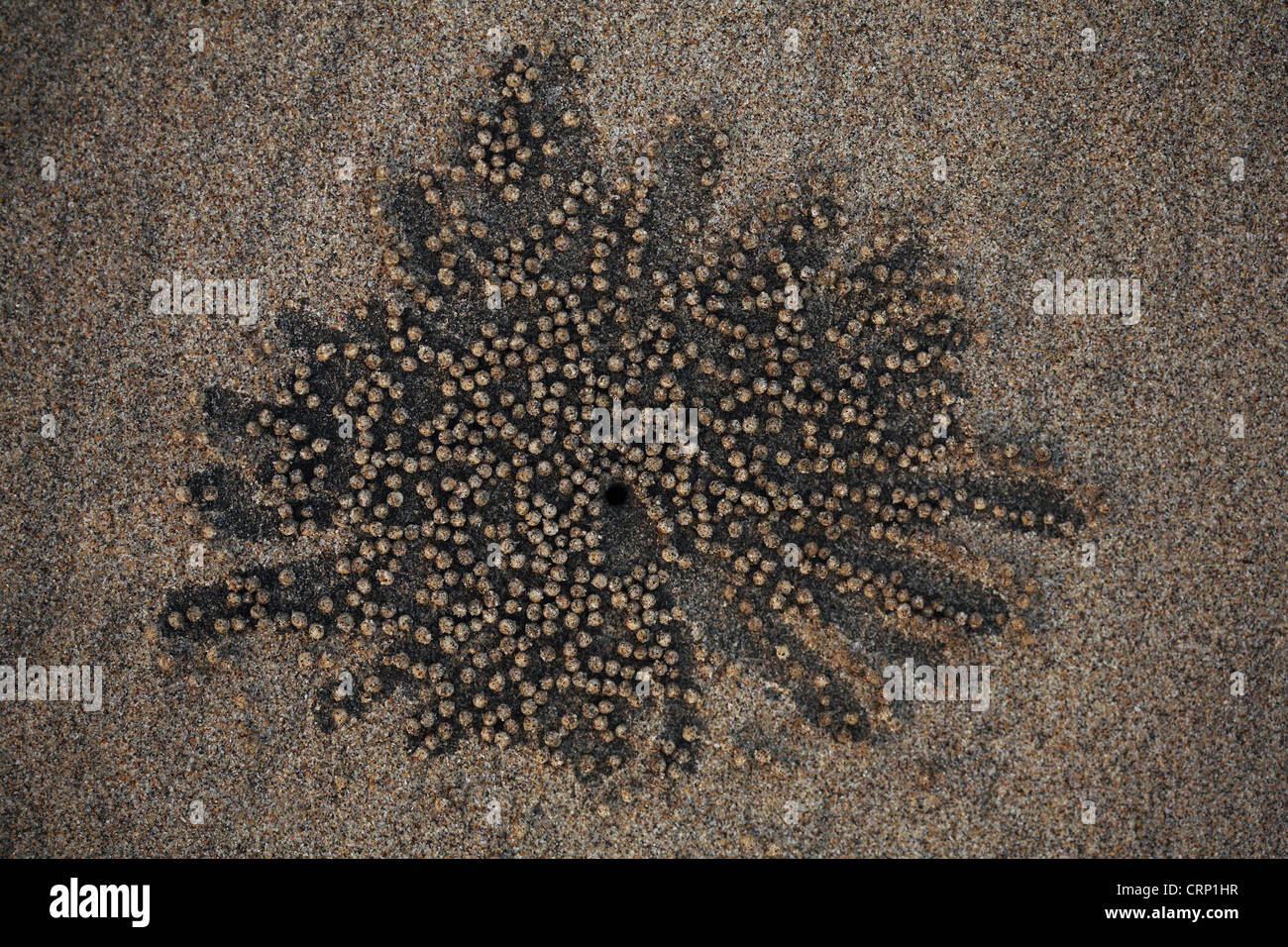 Kugeln aus Sand gemacht durch die Sand-Krabben Stockfoto