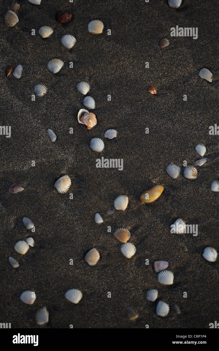 Gemischte Muscheln am Strand, Indien Stockfoto