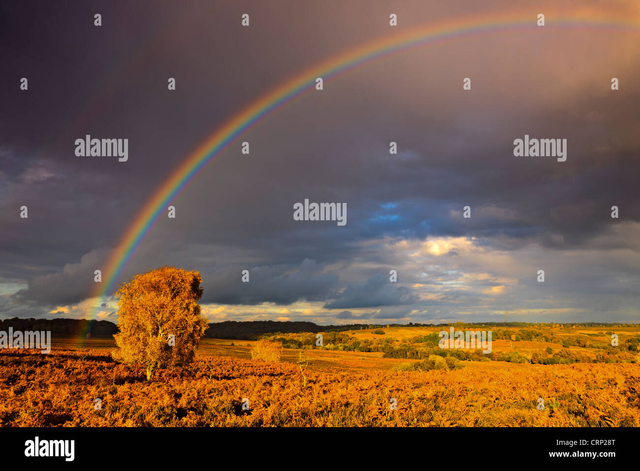 Regenbogen über Heide am Mogshade-Hügel im New Forest National Park. Stockfoto