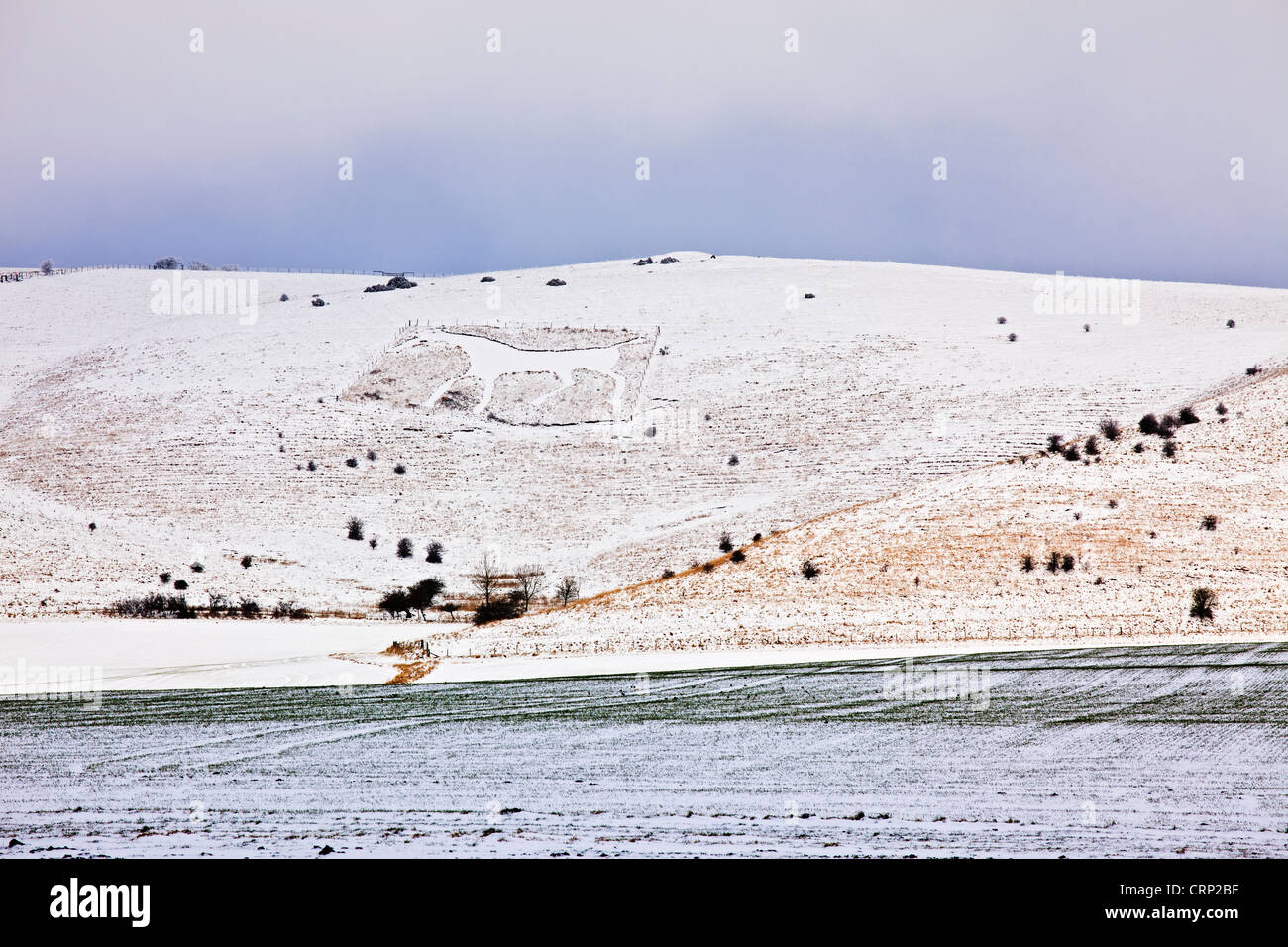 Schnee bedeckt das Alton Barnes White Horse am Milk Hill Pewsey Vale blicken. Stockfoto