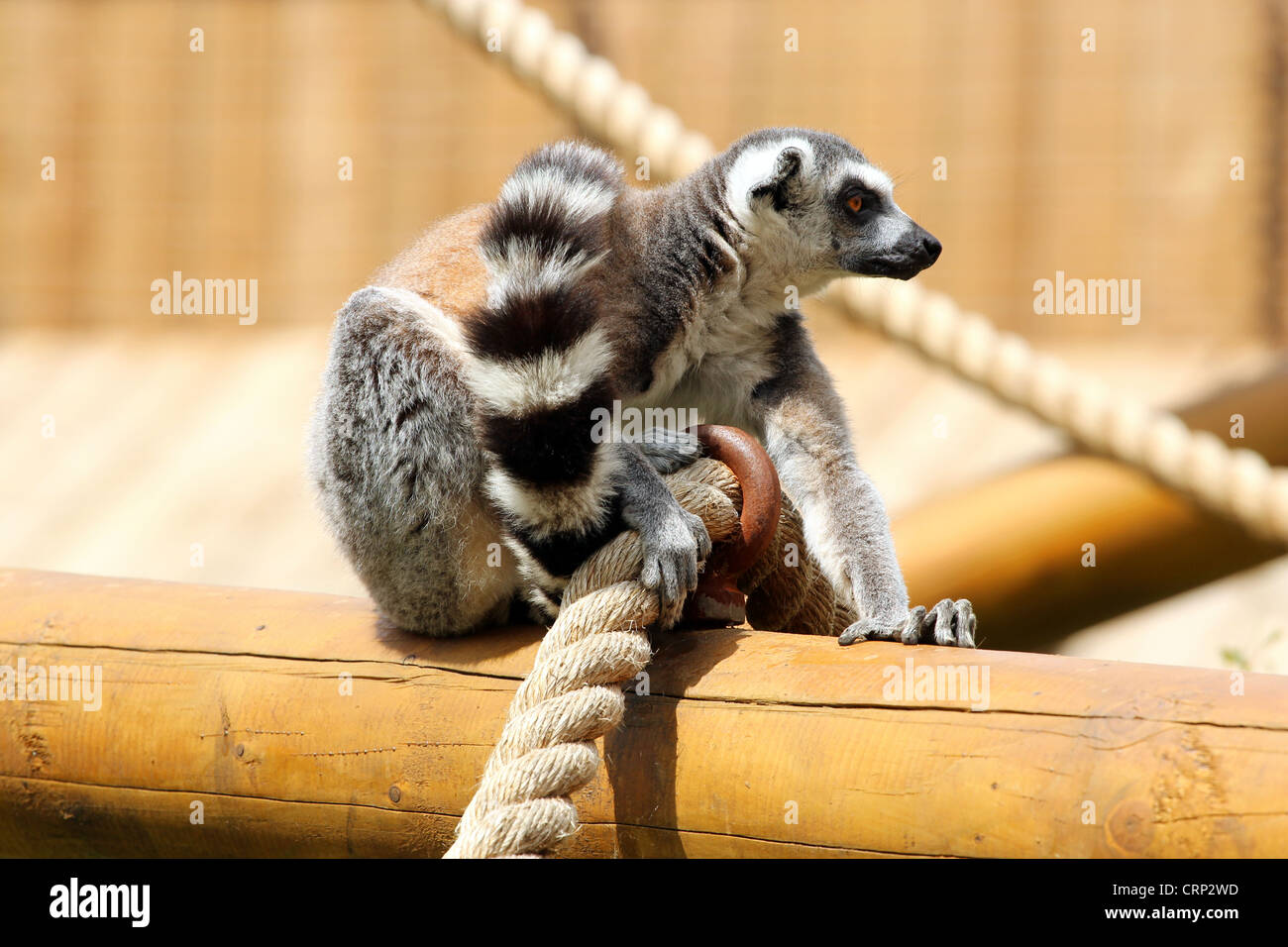 Ein Ring tailed Lemur Entspannung in seinem Gehege im Zoo von Colchester, Essex, England. Stockfoto
