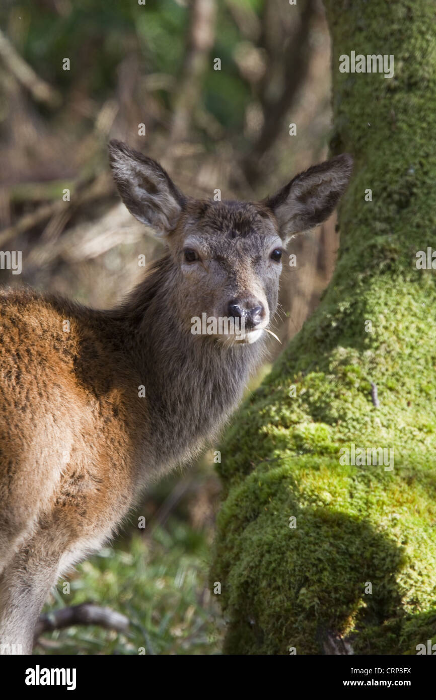 Red Deer Hind im Wald auf Islay Schottland. Stockfoto