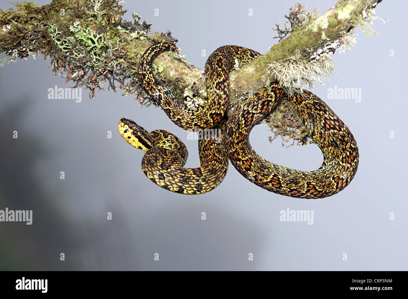 GRUBENOTTER. Protobothrops Jerdonii Xanthomelas, Venomous, Weiblich Stockfoto