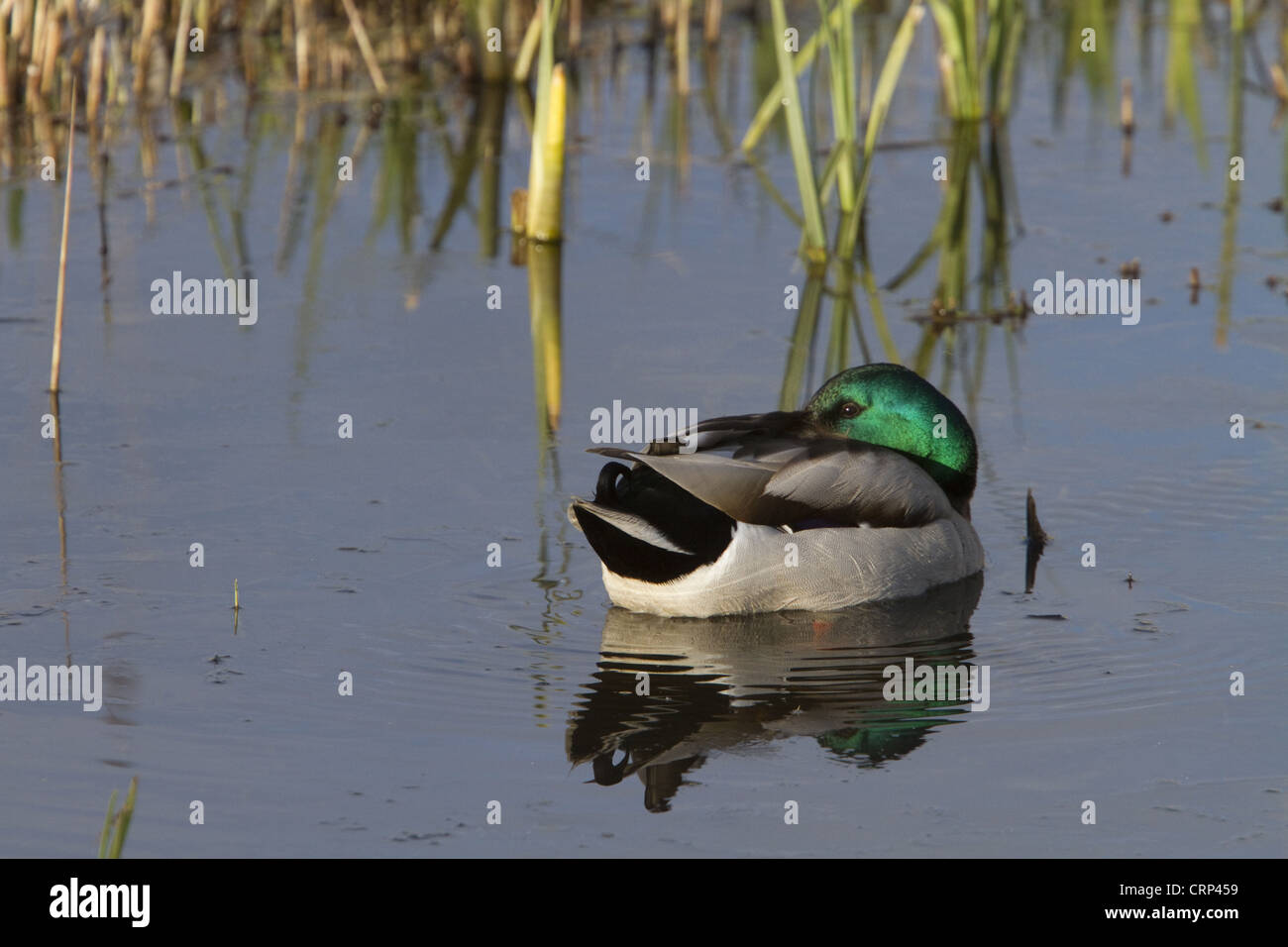 Männliche Stockente ruht auf dem Wasser Stockfoto