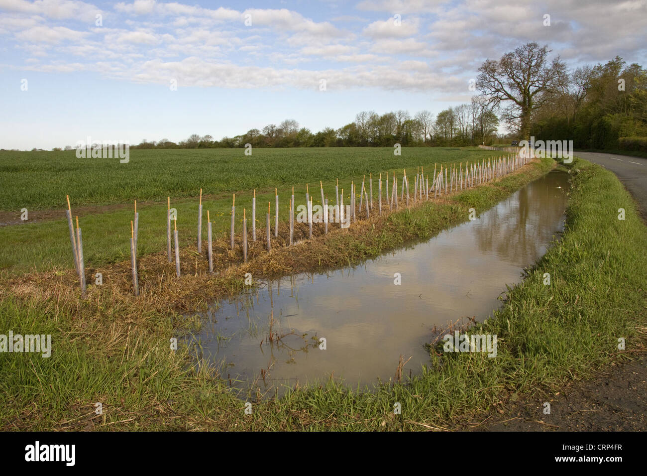 Nach starker Regen, die, den diesseits Straße Graben, überflutet hat, beachten Sie die neu gepflanzte Hecke. Stockfoto