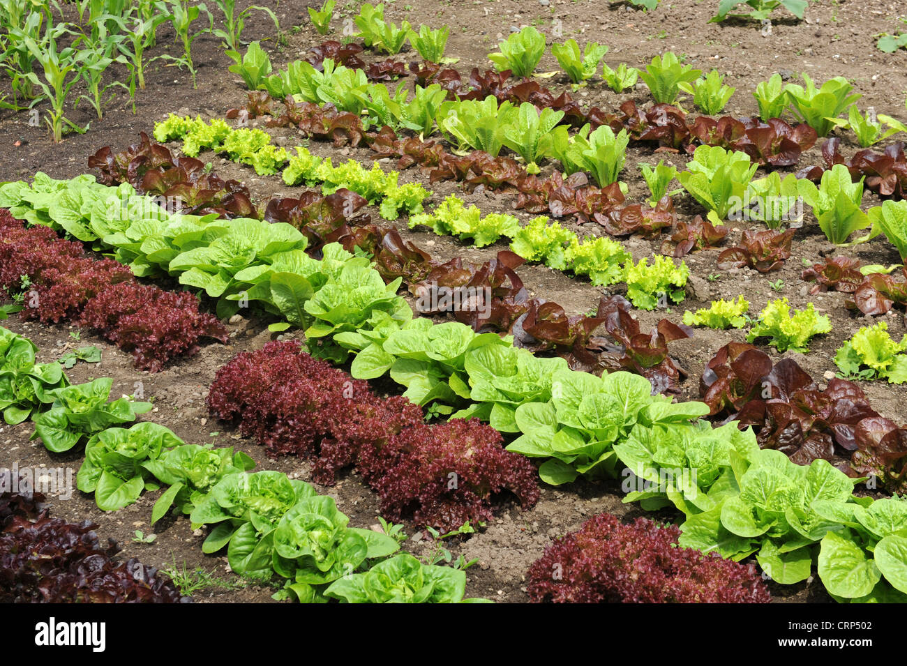Bio Salat wächst Uk Stockfoto