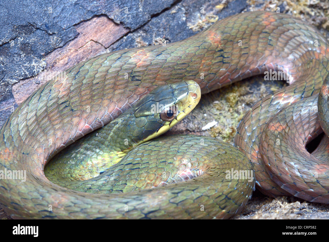 Große Augen falsche COBRA.  Pseudoxenodon Macrops. Eine kompetente Mimik des wahren Cobra zeigt eine ähnliche Kapuze und vielen Farben Stockfoto