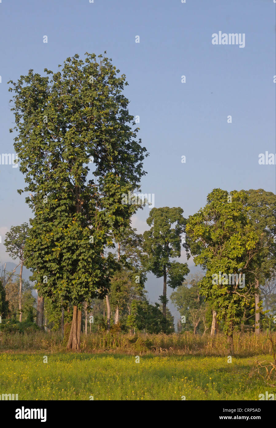 Vor kurzem gelöscht teilweise Wald, mit frühen Stadien von Landwirtschaft, Arunachal Pradesh, Indien, Februar Stockfoto