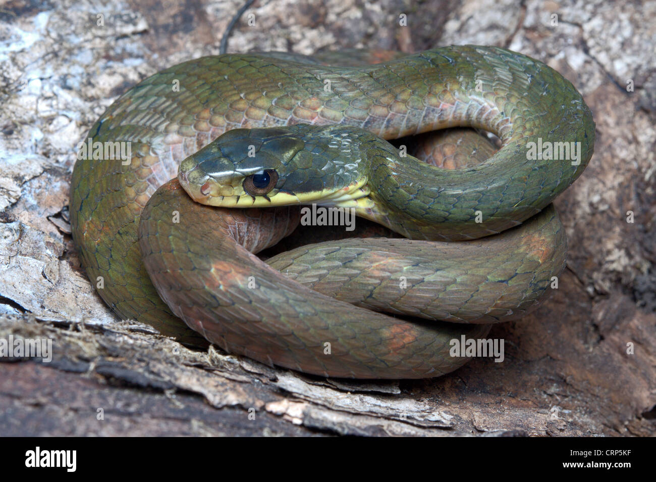 FALSCHE COBRA.  Pseudoxenodon Macrops große Augen, nicht giftige, gemeinsame Stockfoto